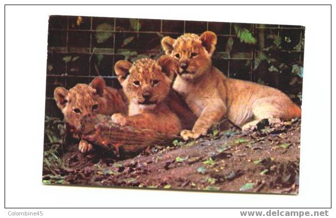 Cpm Anglaise Zoo De Rochester Lionceaux - Leones