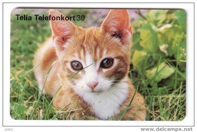 Sweden - Fauna – Faune - Cat - Chat - Cats - Gato - Katze - Felino - Chats – Chatte - Gatto - Gatta – Katzen - Suede - Suède