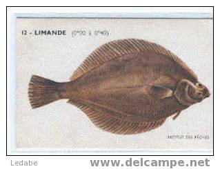 EH353-LIMANDE, CPA N° 12, Institut Des Pêches - Poissons Et Crustacés