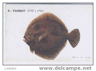 EH354-TURBOT, CPA N° 8, Institut Des Pêches - Poissons Et Crustacés