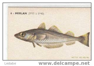 EH358-MERLAN, CPA N° 6, Institut Des Pêches - Poissons Et Crustacés