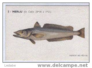 EH357-MERLU Dit Colin, CPA N° 2, Institut Des Pêches - Poissons Et Crustacés