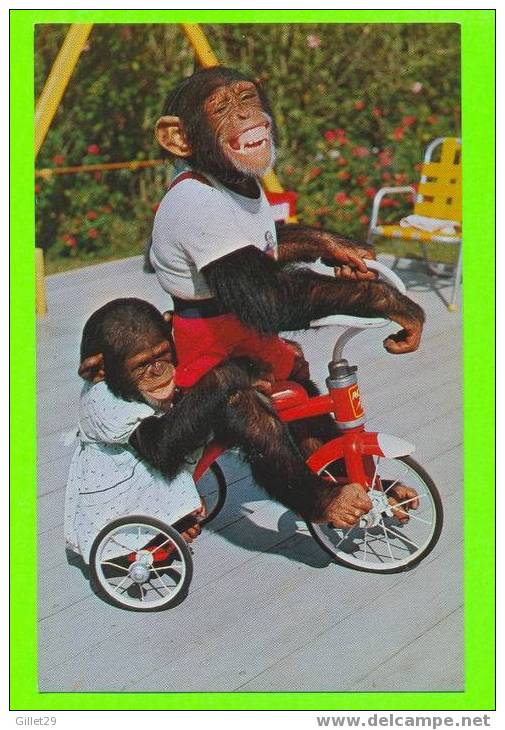 CHIMPAZÉES EN TRICYCLE - KOPPEL COLOR CARDS - CHIMPAZEES AT THE MONKEY JUNGLE - - Scimmie