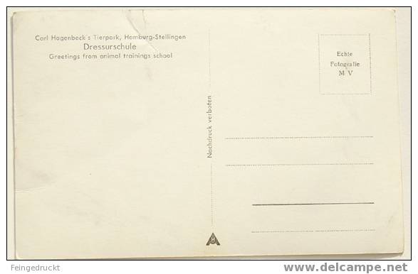 D 2308 - Gruss Aus Der Dressurschule (C. Hagenbeck) - S/w MBk - Cirque