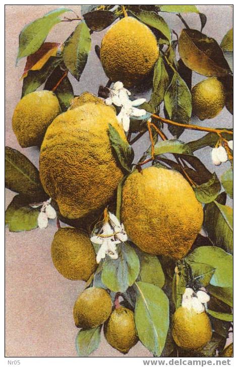 Les Citrons De La Cote D'Azur ( Flore Artistique) - Altri & Non Classificati