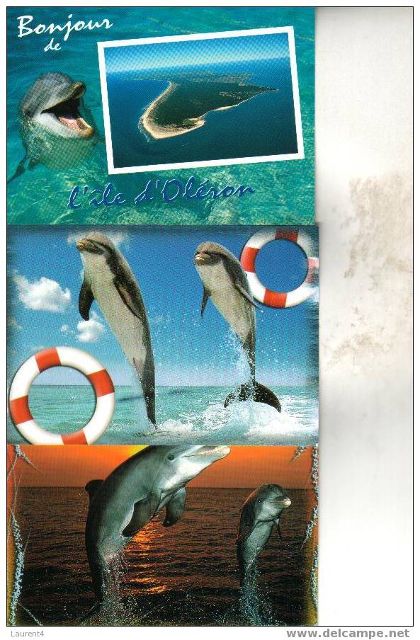 3 X Dolphin Postcard - 3 Carte De Dauphin - Delphine