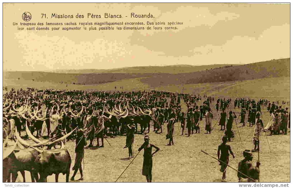 Missions Des Peres Blancs - Rouanda - Un Troupeau Des Fameuses Vaches Royales... - Missions