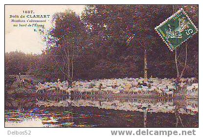 1887 - Bois De CLAMART - Moutons S'abreuvant Au Bord De L'étang - Clamart