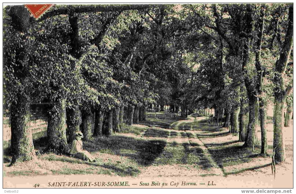 49.- Saint-Valéry-sur-Somme - Sous Bois Au Cap Hornu - Saint Valery Sur Somme