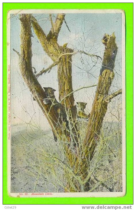 LIONS CLIMBED IN A TREES- PHOTO 1906 BY W.S. BERRY - TRAVEL IN 1910 - W.S. & A.F. BERY - - Lions