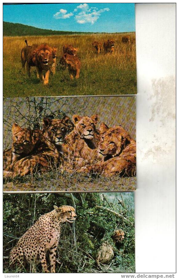 3 Carte De Lion - Cheetah- 3 Lion &  Cheetah Postcard - Leones