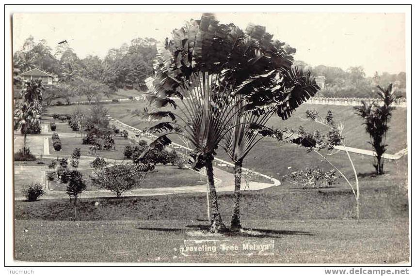 M700 - Raveling Tree Malaya - Malesia