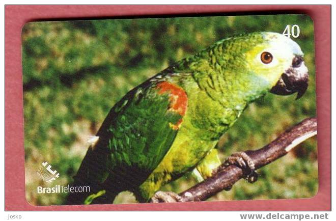 PARROTS - Brazil Old Rare Card * Parrot Perroquet Papagei Papageien Perroquets Pappagallo Papagaio Loro Pappagalli Loros - Brasilien