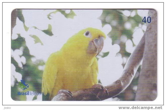 PARROTS - Brazil Old Rare Card * Parrot Perroquet Papagei Papageien Perroquets Pappagallo Papagaio Loro Pappagalli Loros - Brazil