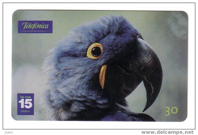 PARROTS - Brazil Old Rare Card * Parrot Perroquet Papagei Papageien Perroquets Pappagallo Papagaio Loro Pappagalli Loros - Brésil