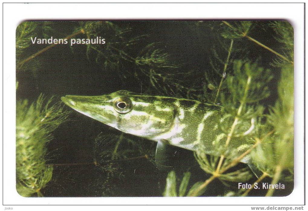 Lithuania -  Undersea World - Underwater - Marine Life - Poissons - Fish - Poisson - Fishes - Pesci - Vandens Pasaulis - Peces