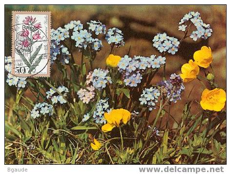 ALLEMAGNE BERLIN CARTE PHILATELIQUE NUM YVERT 537 Fleurs Des Bois - Cartas Máxima