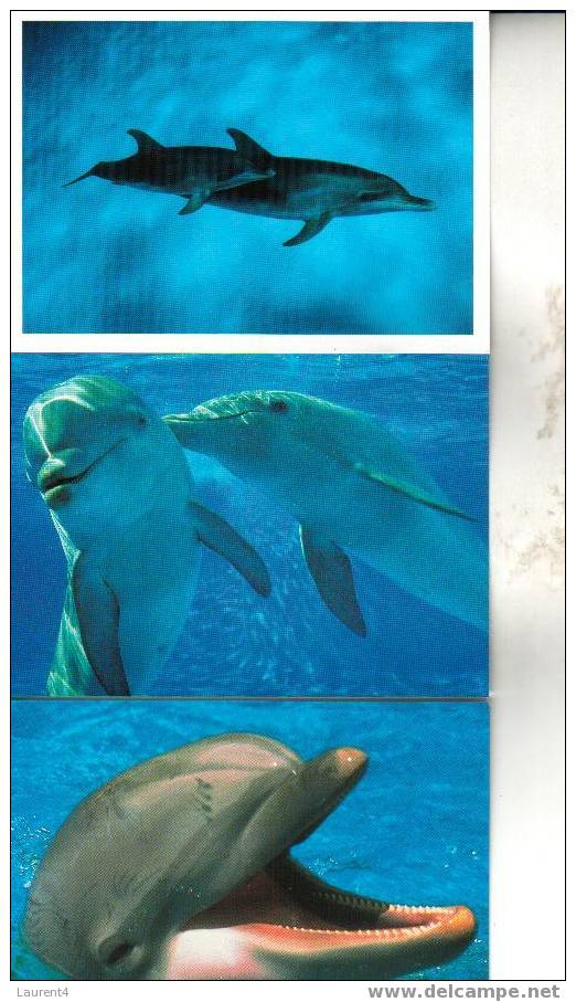 3 Carte De Dauphin / 3 Dolphin Postcard - Delfines