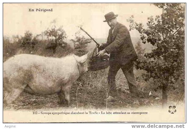 Cochons- Ref No 02- En Perigord-dordogne-groupe Sympathique Cherchant La Truffe- - Bon Etat - Cochons
