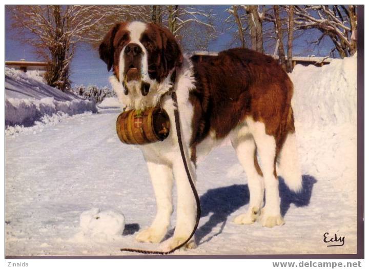 CARTE POSTALE DE ROBBY , CHIEN ST-BERNARD. - Perros