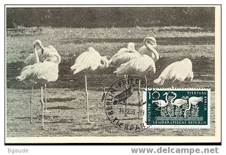 ALLEMAGNE DDR CARTE MAXIMUM NUM.YVERT 277 Parc Zoologique Berlin Flamands Roses - Maximum Cards