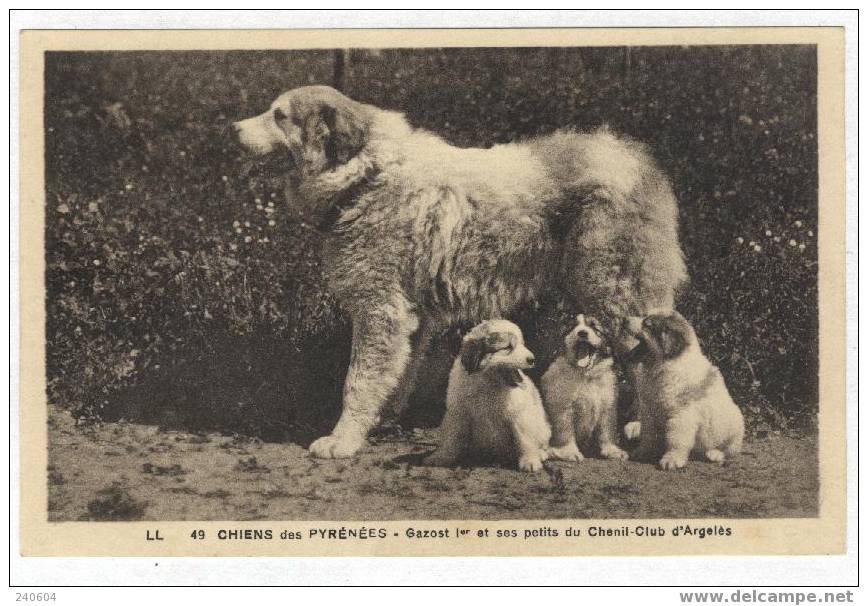 49  -  Chiens Des Pyrénées  --  Gazost 1° Et Ses Petits Du Chenil-Club D'ARGELES - Argeles Gazost