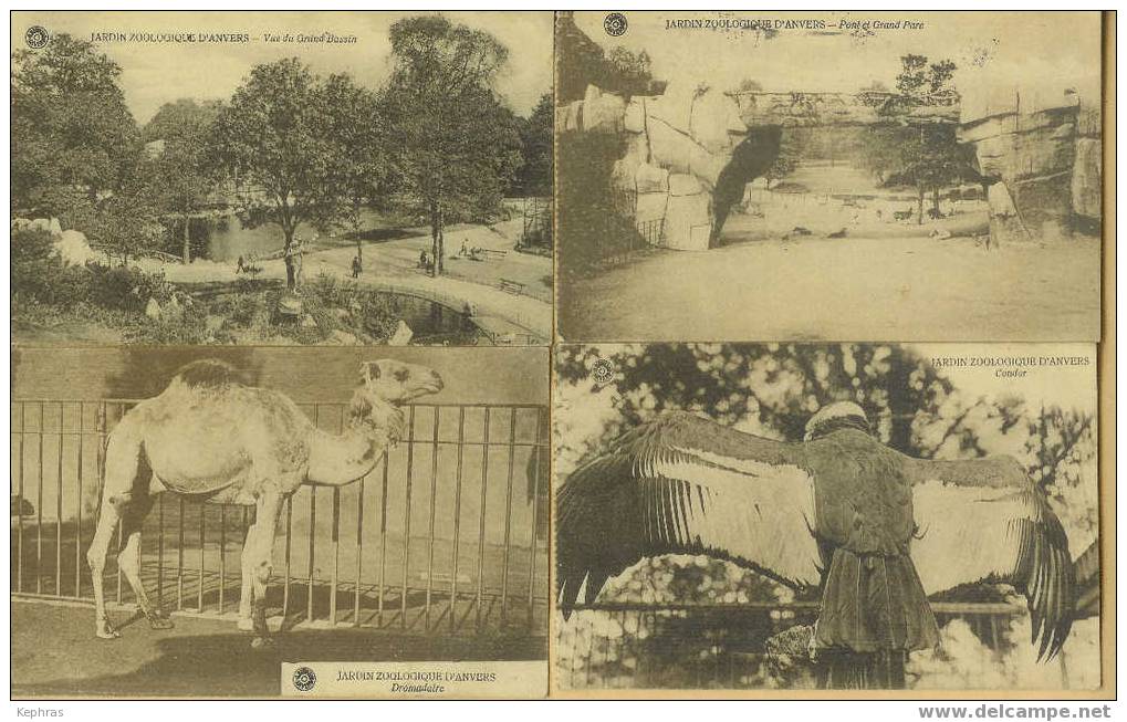 ANVERS : Jardin Zoologique - Lot De 8 Belles CPA - Toutes Postées En 1922 - Antwerpen