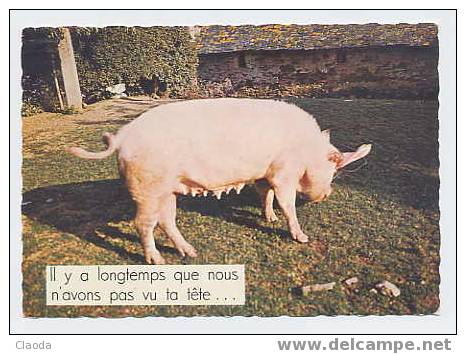 1846 - CP Humour- Cochons - Porcs - Cochons