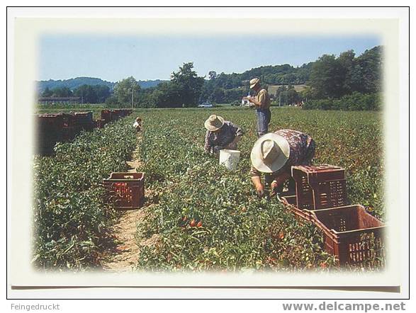 D 2548 - Images De France - CAk - Cultivation