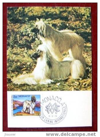 Carte Maximum - Monaco - Exposition Canine Internationale - Lévrier Afghan - Maximum Cards