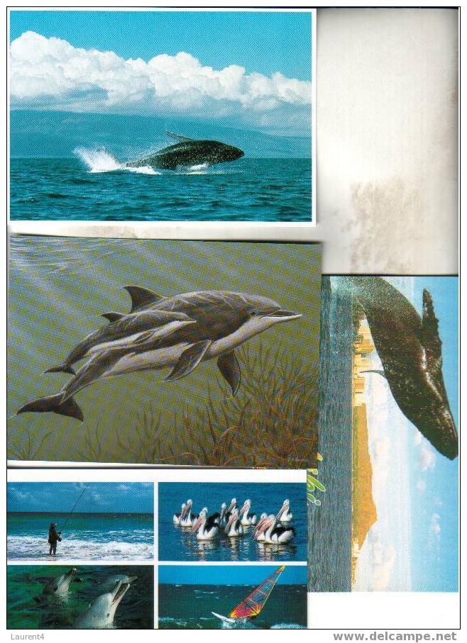 4 X Dolphin & Whale Postcard - 4 Carte De Dauphin - Balaine - Delfines