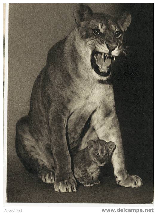 CARTE POSTALE SUR LE THEME DES ANIMAUX UNE LIONNE & SON PETIT /THEME AUSSI DE L'ENFANCE  PARC ZOOLOGIQUE BOIS  VINCENNE - Löwen