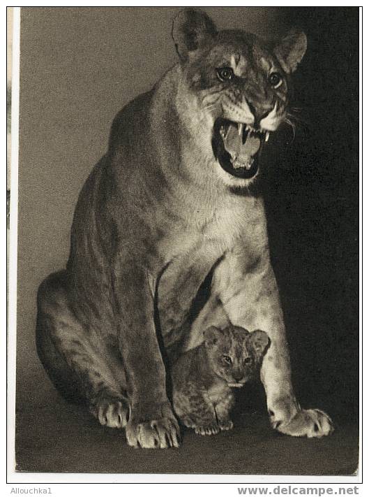 CARTE POSTALE SUR LE THEME DES ANIMAUX UNE LIONNE & SON PETIT /THEME AUSSI DE L'ENFANCE  PARC ZOOLOGIQUE BOIS  VINCENNE - Lions