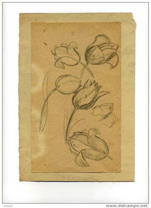 "CROQUIS DE TULIPES" . DESSIN AU CRAYON COLLE SUR PAPIER . - Dessins