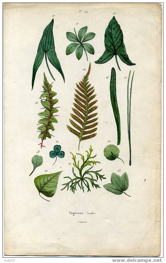 - "VEGETAUX - FEUILLES" . GRAVURE DU XIXe S. - Altri & Non Classificati