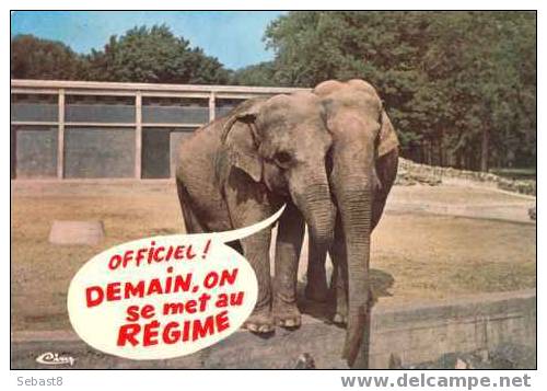 OFFICIEL DEMAIN ON SE MET AU REGIME - Elephants