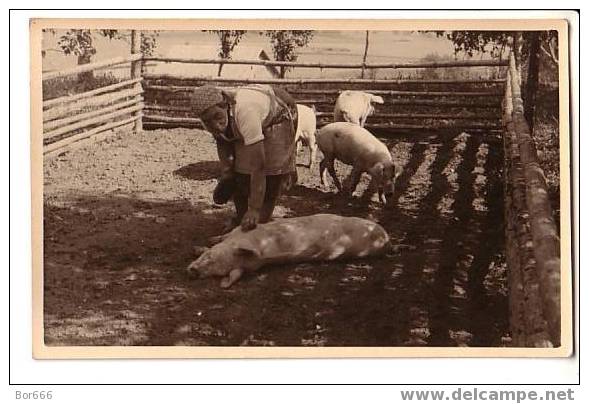 GOOD OLD PHOTO / POSTCARD -  WOMEN In The PIGS LOOSE BOX - Cochons