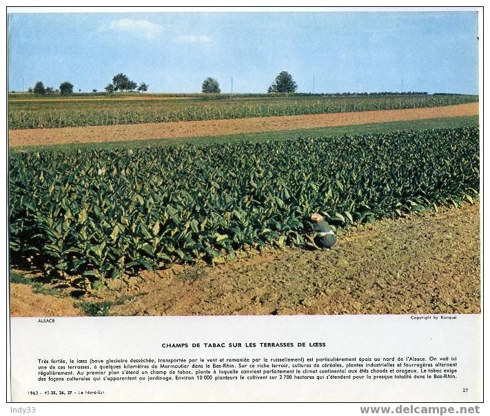 "CHAMP DE TABAC SUR LES TERRASSES DE LOESS"(MARMOUTIER). REPRO DE PHOTO . - Autres & Non Classés