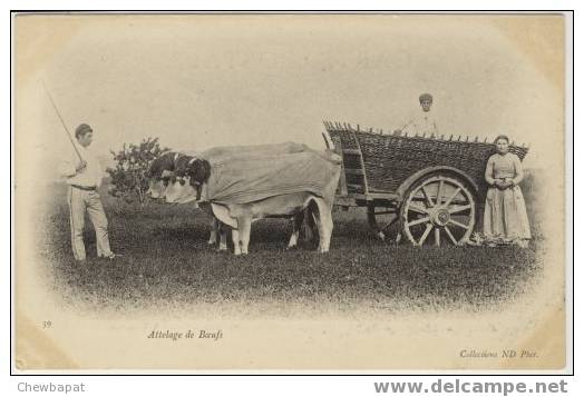 Attelage De Boeufs - Carte Précurseur  (marque D´album) - Attelages