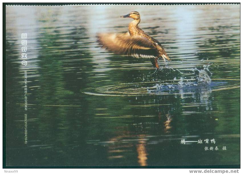 Bird - Oiseau - Spot-billed Duck (Anas Poecilorhyncha) At Xinjiang - Ducks