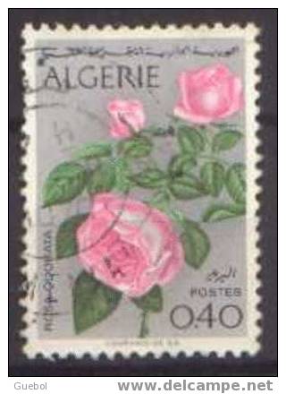 Algérie Végétaux N° 486 Obl.  Fleur - Rose - Rosen