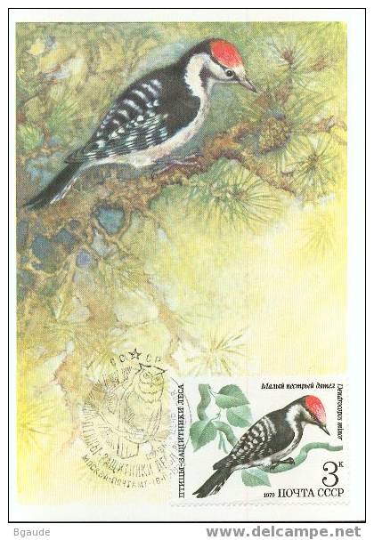 RUSSIE CARTE MAXIMUM NUM.YVERT 4628 FAUNE OISEAUX DES FORETS - Cartoline Maximum