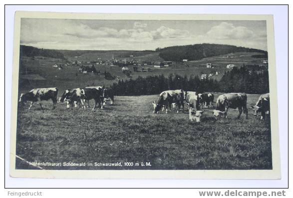 D 2957 - Höhenluftkurort Schönwald Im Schwarzwald - S/w Foto Ak, 1937 Gel. - Hochschwarzwald