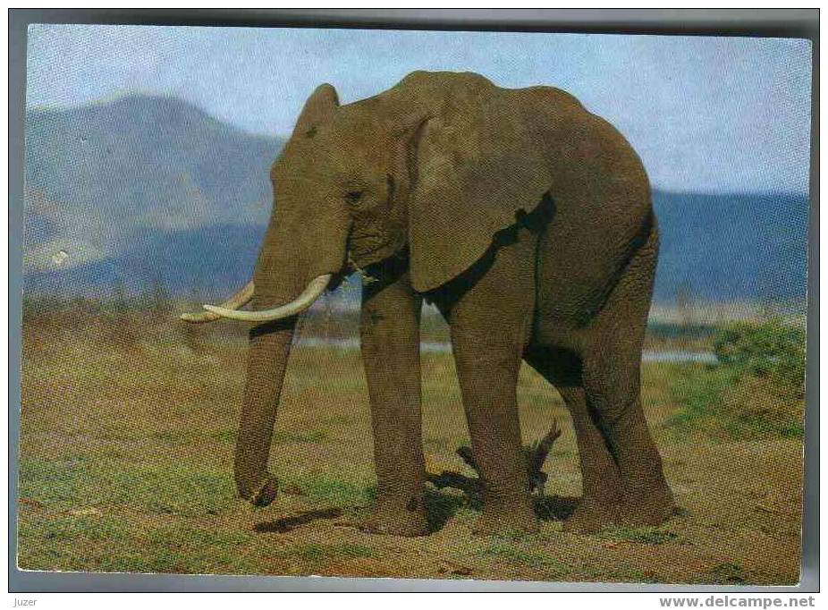 ELEPHANT. Old German (GDR) Postcard - Elefantes