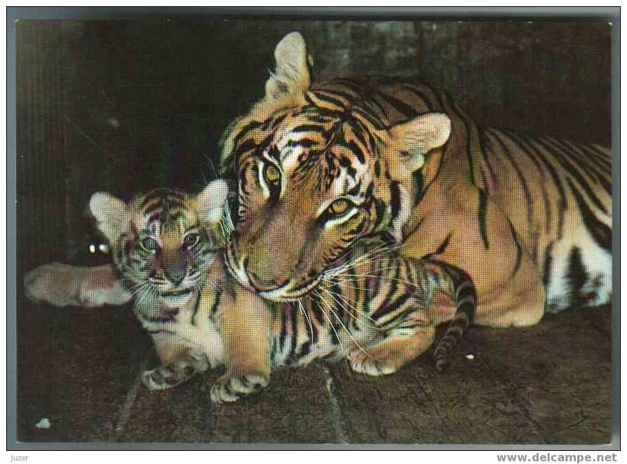 TIGER With TIGER CUB. Old Russian Postcard - Tigres