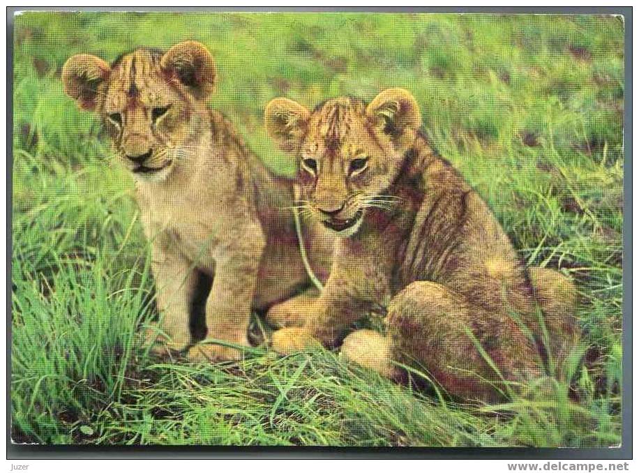 TWO LION CUBS. Old German (GDR) Postcard - Leones