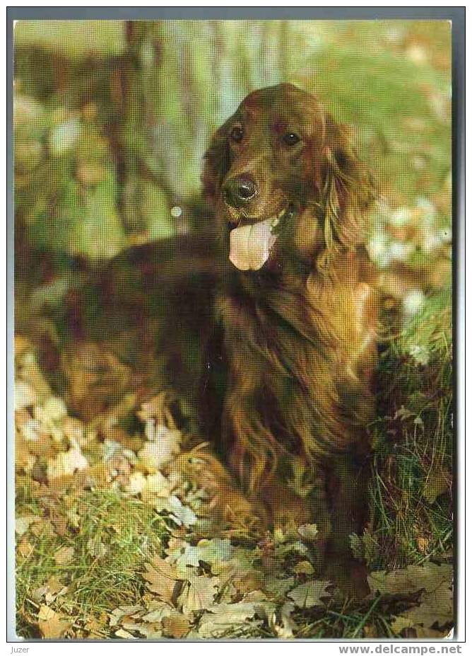 IRISH SETTER. Old German (GDR) Postcard (2) - Hunde