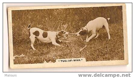 De Reszke RP 1.02. Tug-of-War. Hond, Dog, Chien - Andere Merken