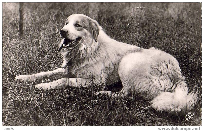 CHIENS - CHIEN DES PYRENEES - Chiens