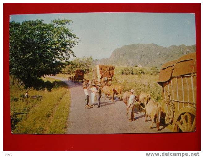 Cuba, Tabac, Havane, Charettes Transportant Tabac A Pinar Del Rio Semi Moderne - Cuba